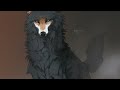 [ Timelapse 69 ] – sketchy commission – wolf speedpaint