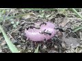 SERIES - Huge Black Carpenter Ants On Purple Candy - Part 3 of 3
