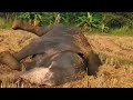 an elephant #tranding/ wildlife biggest animals/playing sand