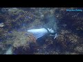 Amazing Fierce Battle Of Giant Eel And Leopard Eel - Moray Eel Dangerous Hunting In Deep Sea