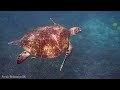 Colors Of The Ocean 8K ULTRA HD - The best sea animals for relaxing and soothing music