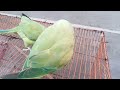 Funny and playful Ringneck and female parrot