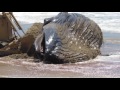 PT 2 - Moving the Beached Humpback Whale at Dockwiler Beach 7/1/16