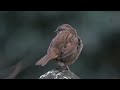 Sparrow - Morning Song 2