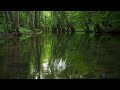 Forest Birdsong - Relaxing Nature Sounds - Birds Chirping - REALTIME - NO LOOP - 2 Hours - HD 1080p