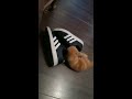 Cute little kitten Tigger loves SHOES!