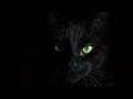 Dark Ambient | Kevin MacLeod - 1 Hour Of Dark Music