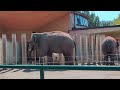 Słonie w Chorzowiskim ZOO #elephant #4k