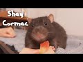Cute Rats Eating Watermelon Compilation