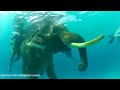 This Indian Elephant Swimming In The Blue Andaman Sea Is The Most Majestic Thing You’ll See