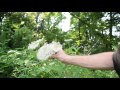 How To Identify Wild Carrot, Queen Anne's Lace - Wild Edibles