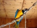 Macaw- Blue and Gold Macaw Xena talking for hours.wmv