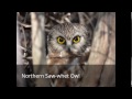 Owl Species Found in Southern Ontario