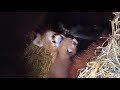 Most Adorable Red Panda - CUTEST Compilation