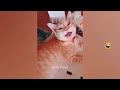 Funny Dogs And Cats Videos 2023 🤤 - Best Funniest Animal Videos Of The Month #25