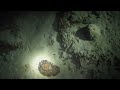 2019-05-06 Indonesia - Gili Meno slope - Night dive, Tonna pennata, Hermit crabs