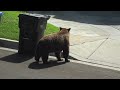 Mama Bear (w/2 cubs) Plays with Pool Vacuum