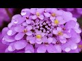 Iberis flowers (HD1080p)