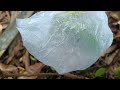 Grafting a mango tree on a guava crown tree