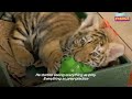 Tiniest Tiger Cub Is A Wild Man Now | The Dodo Little But Fierce