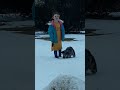 Funny Dog in the Snow