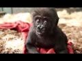 Baby Gorilla Nayembi Thriving