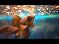 Aquarium 4K VIDEO (ULTRA HD) 🐠 Beautiful Coral Reef Fish - Relaxing Sleep Meditation Music #111