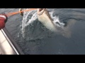 The biggest ever halibut catch!!!