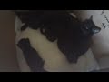 11 KITTENS with the mother cats in bed