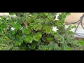 khronda plant care.how to care khronda plant.