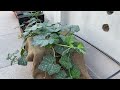 Kitchen Garden | Growing summer Vegetables on Rooftop | Kitchen Garden on terrace updates