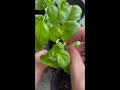 Harvest basil like THIS to keep it producing more and more!