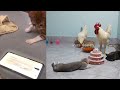 Funny Moments of Cats | Funny Video Compilation - Fails Of The Week