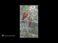 Australian Juvenile King Parrot Hunger Call #shorts  #𝐛𝐢𝐫𝐝𝐥𝐢𝐟𝐞