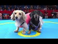 The Wienerlympics! - Cute & Funny Wiener Dog Video!