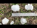 Intense Hail Storm in Oklahoma (3/14/2024)