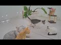 🐱 Funniest Cats 😹🐈 Best Funny Video Compilation 😂