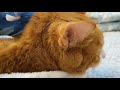 Feline periodontal disease