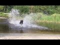 Dobermann Rottweiler mix, slowmotion!