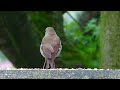 Le retour d'Eugène le rouge-gorge sous la pluie