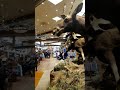 Cabela's Las Vegas!