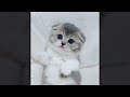 Funniest Cats  and Dogs 2024 - Best Cutest Kittens Videos #015