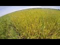 Rice Farming | RC 480 Rice Variety | Inbred (2000 SQM , Wet Season) 9.14.21