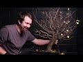 Elm Bonsai Wiring vs Clip & Grow