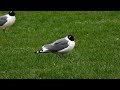 Franklin's Gulls making a Cacophony at Elk Island National Park (birdwatching in Alberta, Canada)