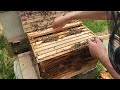 Honey Comb Overnight - @glowingfirewood7527 Hive - Beekeeping