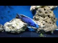 120 Gallon Tank Preparation | Predator Hap Beefheart Feeding