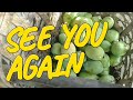 PANEN BUAH MANGGA INDRAMAYU ( PELEM CENGKIR ).@bsschannel007