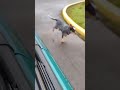 Australian Cattle Pup Herds Car