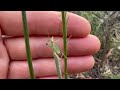 Praying Mantis family Mantidae